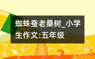 蜘蛛、蠶、老桑樹_小學(xué)生作文:五年級(jí)