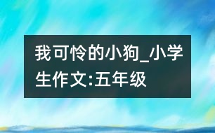 我可憐的小狗_小學生作文:五年級