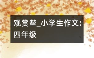 觀賞鱉_小學生作文:四年級
