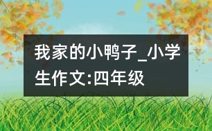 我家的小鴨子_小學(xué)生作文:四年級