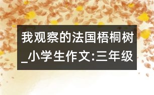 我觀察的法國梧桐樹_小學生作文:三年級