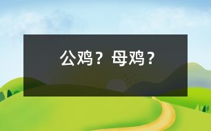 公雞？母雞？