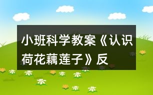 小班科學(xué)教案《認(rèn)識荷花、藕、蓮子》反思