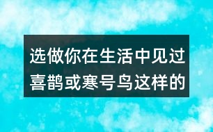 選做：你在生活中見過喜鵲或寒號(hào)鳥這樣的人嗎?說說他的小故事。