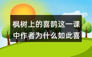 楓樹(shù)上的喜鵲這一課中作者為什么如此喜愛(ài)喜鵲