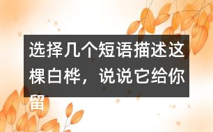 選擇幾個短語描述這棵白樺，說說它給你留下了怎樣的印象