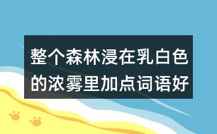 整個森林浸在乳白色的濃霧里加點詞語好在哪里？