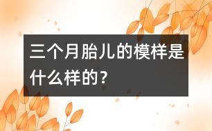 三個(gè)月胎兒的模樣是什么樣的？