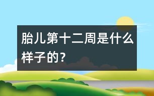胎兒第十二周是什么樣子的？