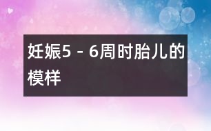 妊娠5－6周時(shí)胎兒的模樣