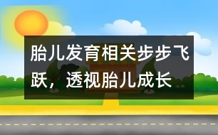 胎兒發(fā)育相關(guān)：步步飛躍，透視胎兒成長