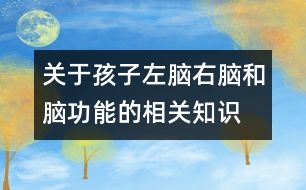關于孩子左腦、右腦和腦功能的相關知識