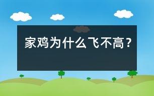 家雞為什么飛不高？