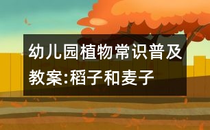 幼兒園植物常識(shí)普及教案:稻子和麥子