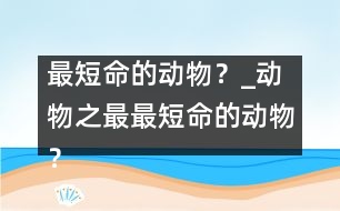 最短命的動物？_動物之最：最短命的動物？