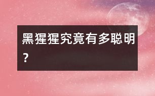 黑猩猩究竟有多聰明？