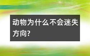 動(dòng)物為什么不會(huì)迷失方向?