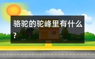 駱駝的駝峰里有什么?