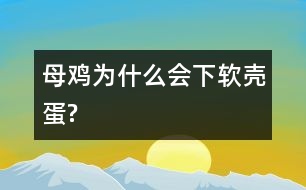 母雞為什么會下軟殼蛋?