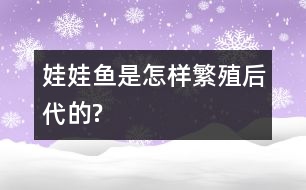娃娃魚(yú)是怎樣繁殖后代的?