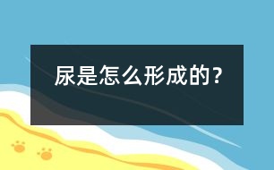 尿是怎么形成的？