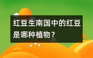 “紅豆生南國”中的紅豆是哪種植物？