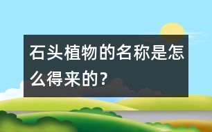 “石頭植物”的名稱是怎么得來(lái)的？