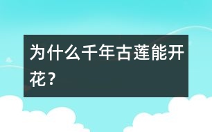 為什么千年古蓮能開花？