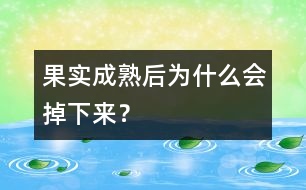 果實(shí)成熟后為什么會(huì)掉下來(lái)？