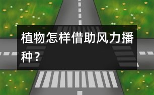 植物怎樣借助風(fēng)力播種？