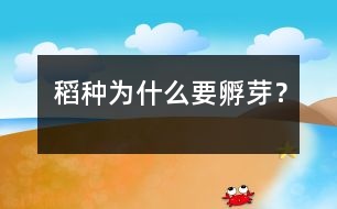 稻種為什么要孵芽？