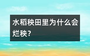 水稻秧田里為什么會爛秧？