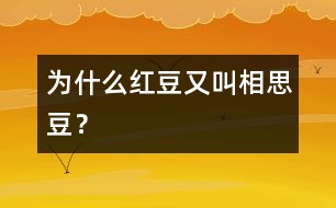 為什么紅豆又叫“相思豆”？