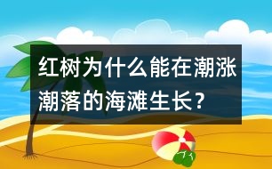 紅樹為什么能在潮漲潮落的海灘生長？