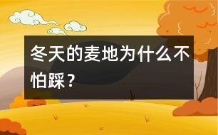 冬天的麥地為什么不怕踩？