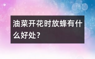 油菜開花時放蜂有什么好處？