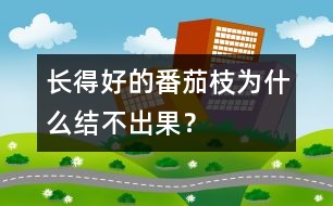 長(zhǎng)得好的番茄枝為什么結(jié)不出果？