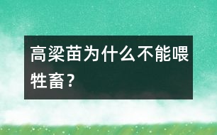 高梁苗為什么不能喂牲畜？