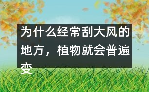 為什么經(jīng)常刮大風(fēng)的地方，植物就會普遍變矮變粗？