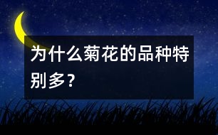為什么菊花的品種特別多？