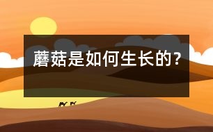 蘑菇是如何生長的？
