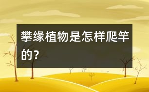 攀緣植物是怎樣爬竿的？