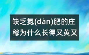 缺乏氮(dàn)肥的莊稼為什么長得又黃又?。?></p>
莊稼長得好是因?yàn)槿~子不斷進(jìn)行光合作用,為莊稼制造營養(yǎng)物質(zhì)。植物進(jìn)行光合作用時(shí)需要葉綠素。葉綠素的分子結(jié)構(gòu)十分復(fù)雜,氮正是其中必不可少的“磚瓦”。沒有氮(dàn)就沒有葉綠素,葉子就會(huì)變黃,莊稼就會(huì)因得不到營養(yǎng)變得又黃又小。<BR> </div>
</div>
</div>
<div id=