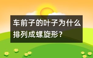 車前子的葉子為什么排列成螺旋形？