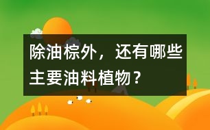 除油棕外，還有哪些主要油料植物？