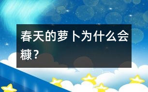 春天的蘿卜為什么會糠？