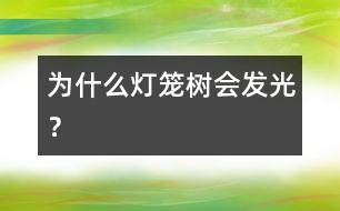 為什么燈籠樹會(huì)發(fā)光？