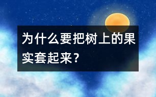 為什么要把樹上的果實套起來？