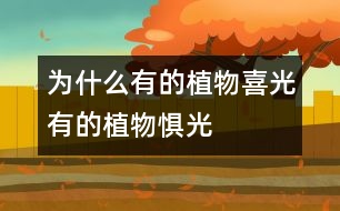 為什么有的植物“喜光”有的植物“懼光”？
