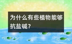 為什么有些植物能夠抗鹽堿？